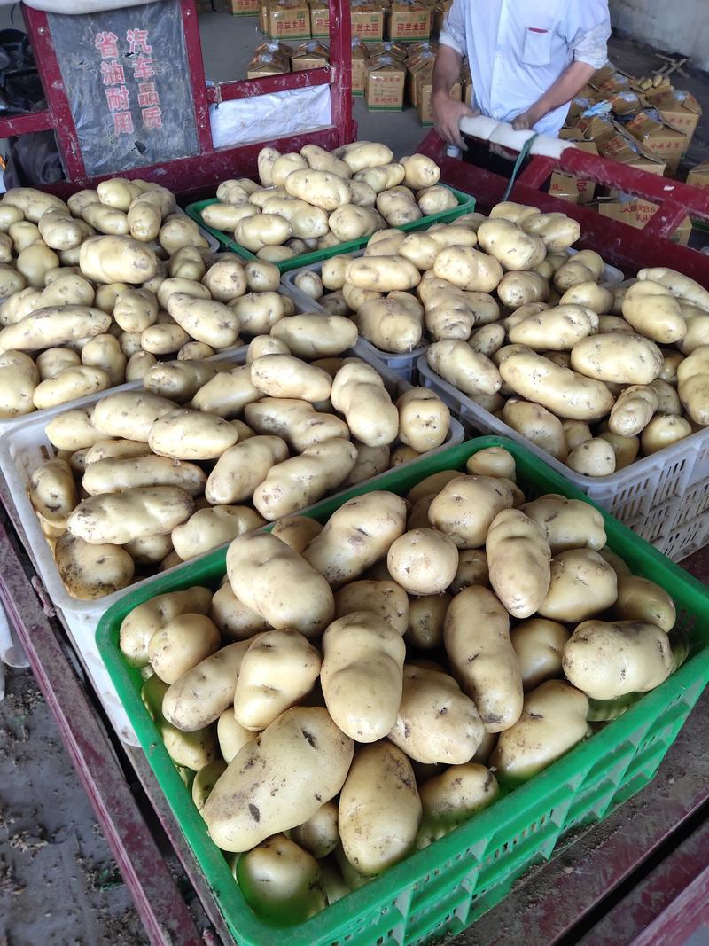 兰陵县陆地土豆大量上市
