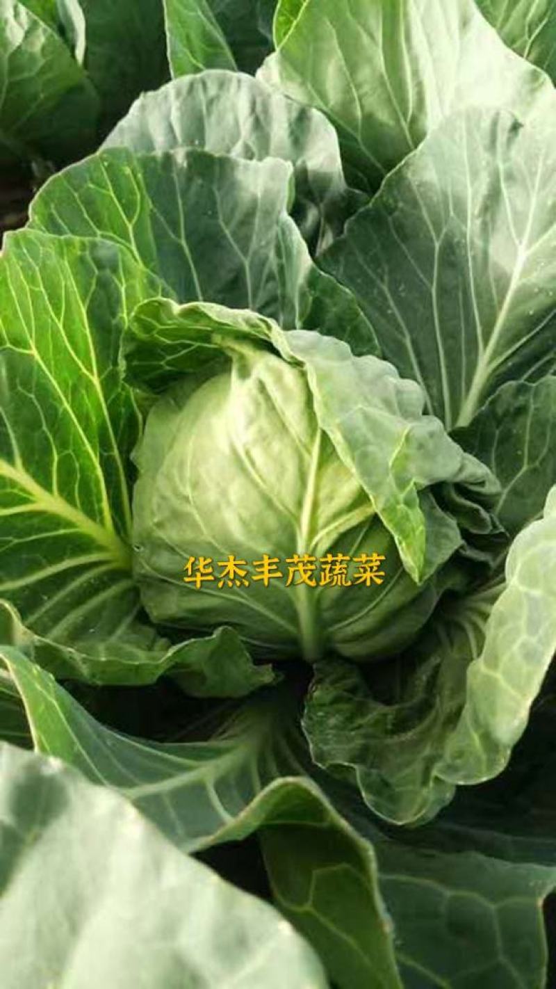 甘蓝，绿甘蓝，圆包菜1.5～3斤，产地供应直发