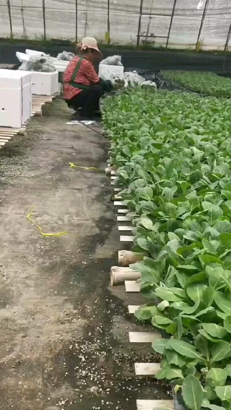 【热卖】寿光精品甘蓝苗，基地直供保质保量，成活率高，货源充足