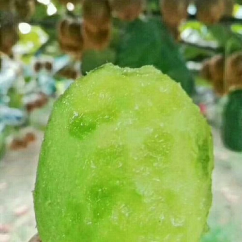 绿心猕猴桃苗徐香翠香大苗当年可结果基地直发
