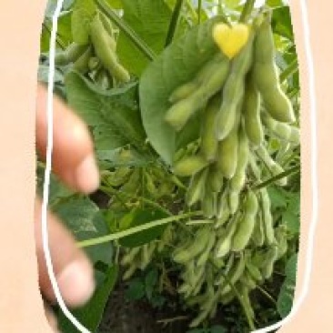 绿秋毛豆，质量好，青绿饱满每日有2万斤，欢迎订购