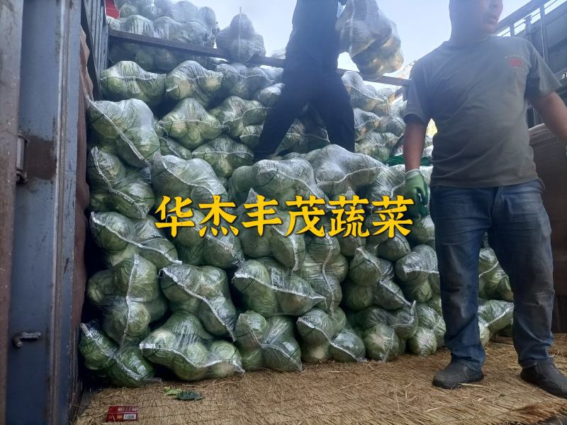 甘蓝圆包菜（袋装，散装）1.5～3斤左右产地直发