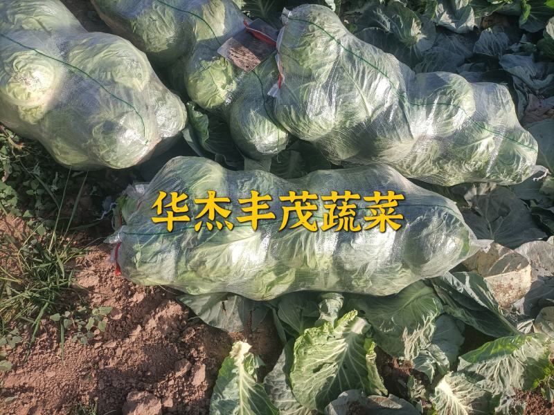 甘蓝圆包菜（袋装，散装）1.5～3斤左右产地直发