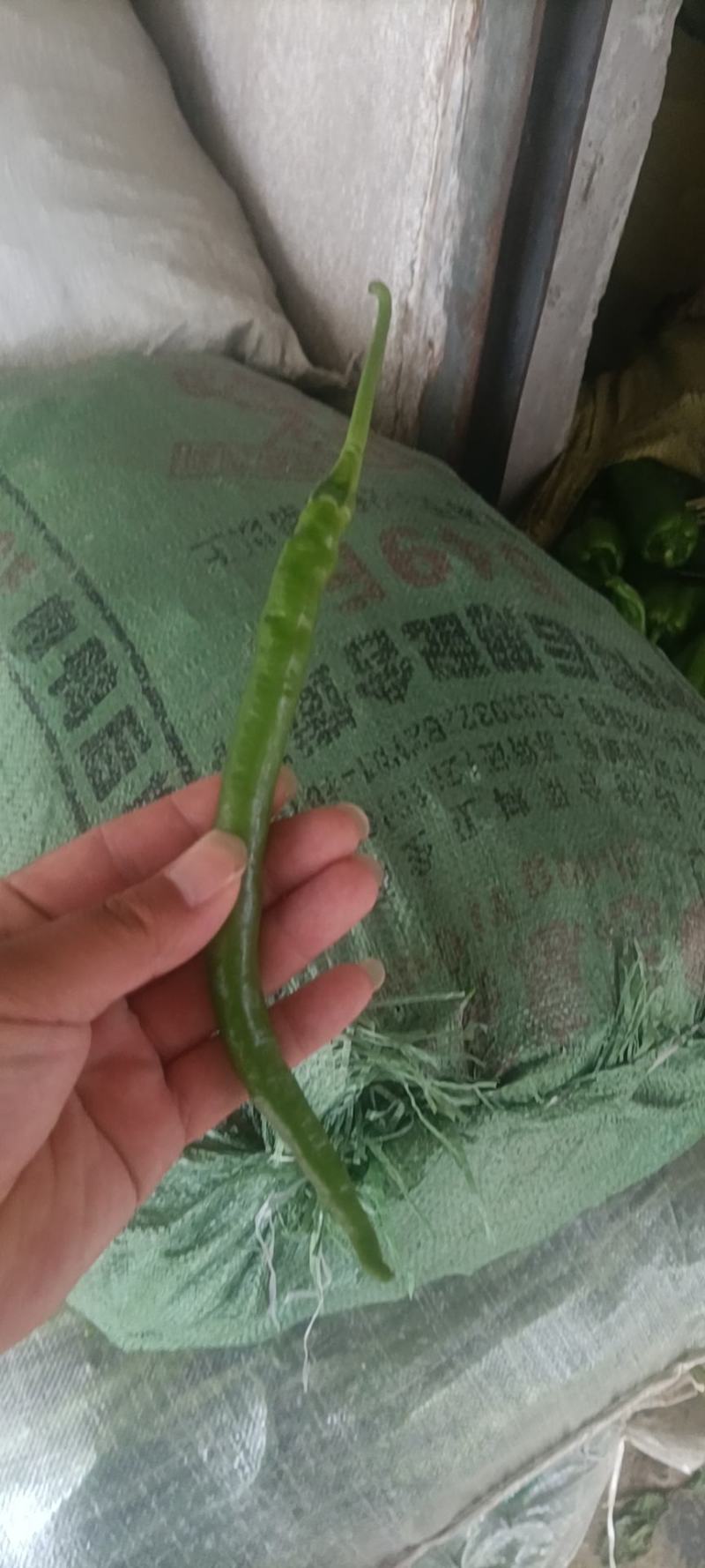 薄皮辣椒，线椒，螺丝椒新鲜上市大量现货，代发全国