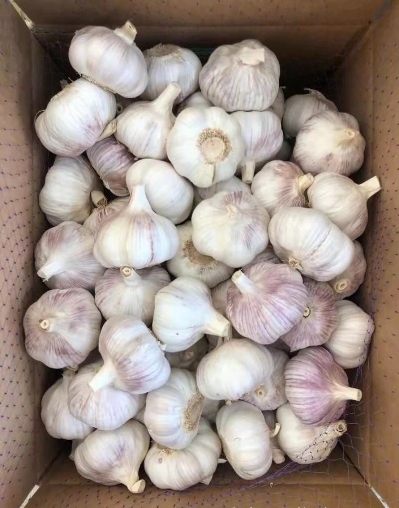 金乡大蒜批发代加工礼盒装一提5斤22元