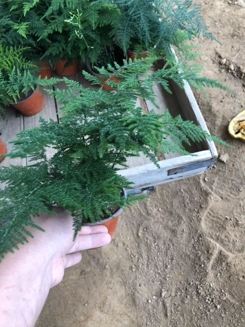 文竹单颗，组盆四角，组盆六角养护简单净化空气