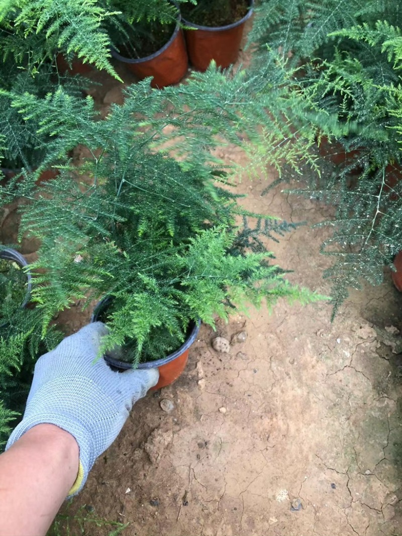 文竹单颗，组盆四角，组盆六角养护简单净化空气