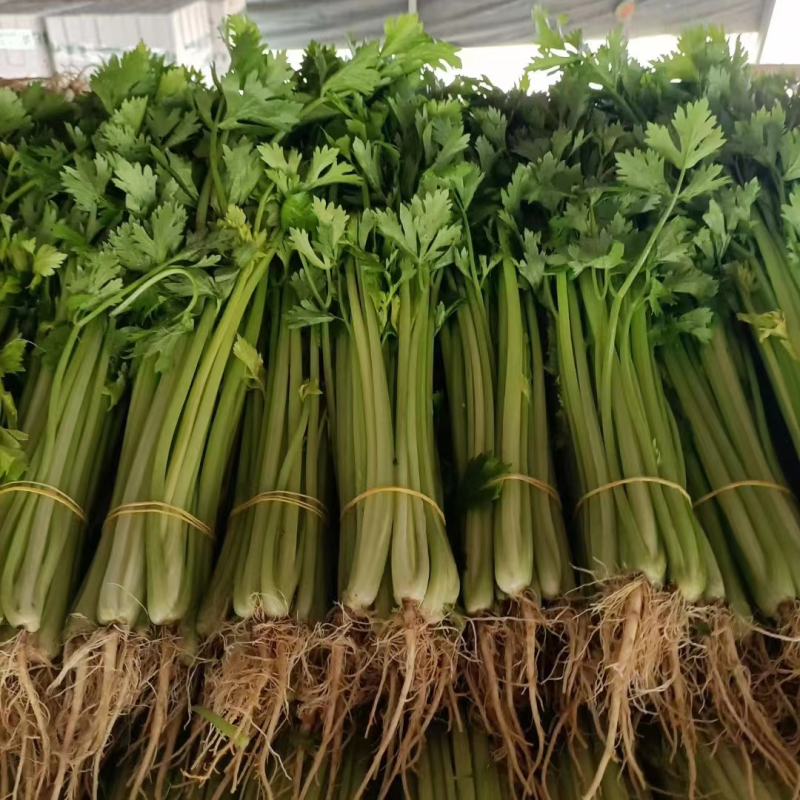 【好货】芹菜怀远精品西芹大量供应品质保证欢迎咨询