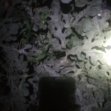 西甜瓜大量上市中