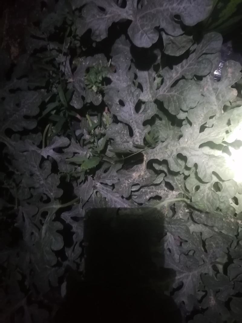 西甜瓜大量上市中