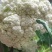 山西新鲜有机花菜松花散花乳白80小米粒