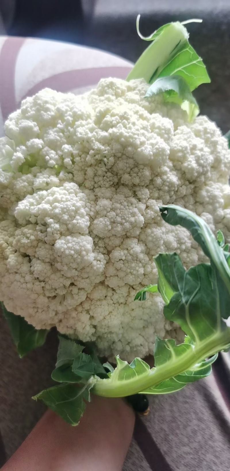山西新鲜有机花菜松花散花乳白80小米粒