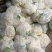 山西新鲜有机花菜松花散花乳白80小米粒