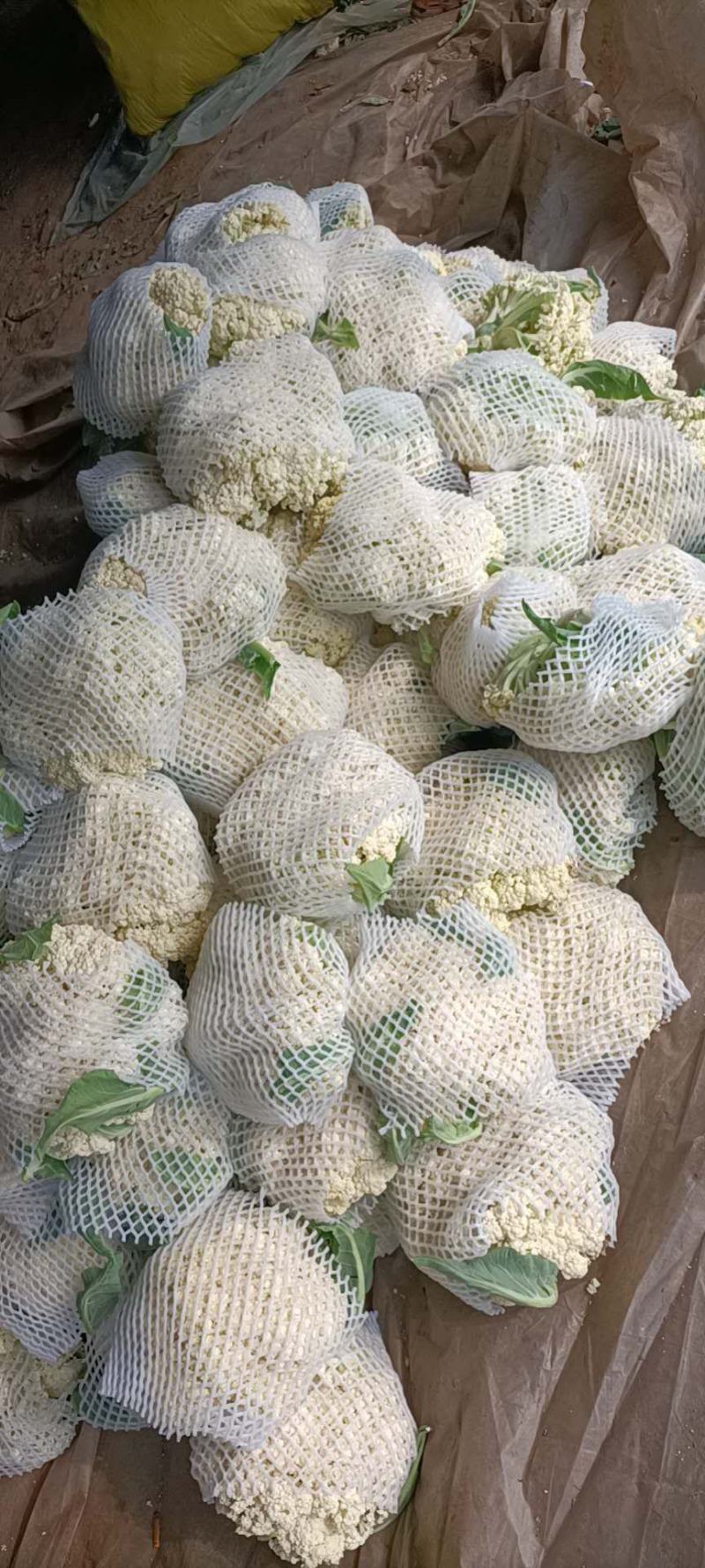 山西新鲜有机花菜松花散花乳白80小米粒