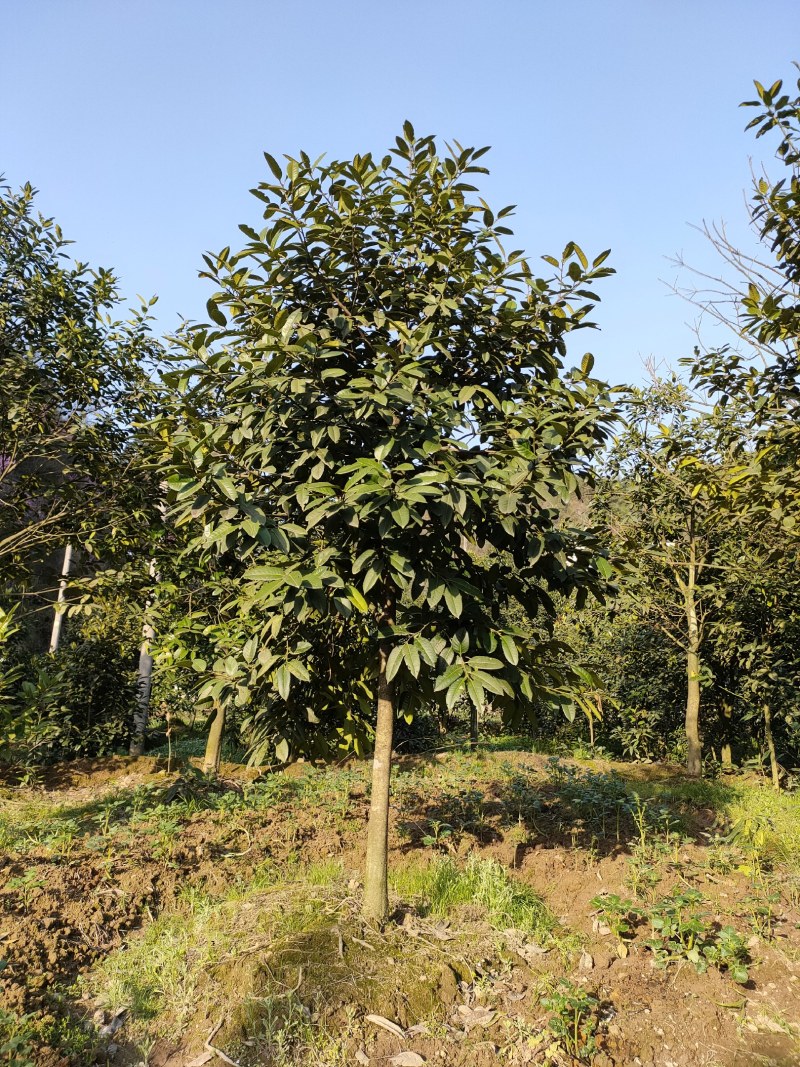 苦丁茶苦丁茶树大叶冬青苦丁茶红果冬青苦丁茶小苗