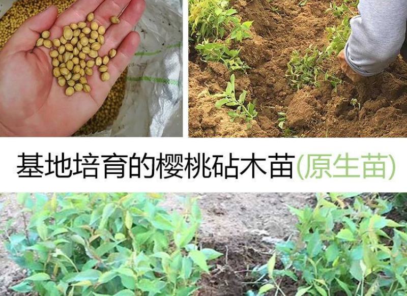 实生樱桃苗樱桃嫁接粘木基地直发现挖现发量大从优