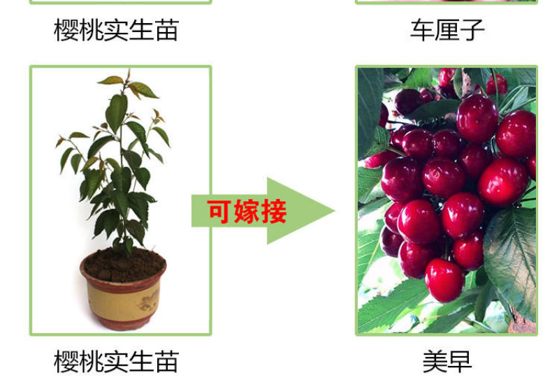 实生樱桃苗樱桃嫁接粘木基地直发现挖现发量大从优