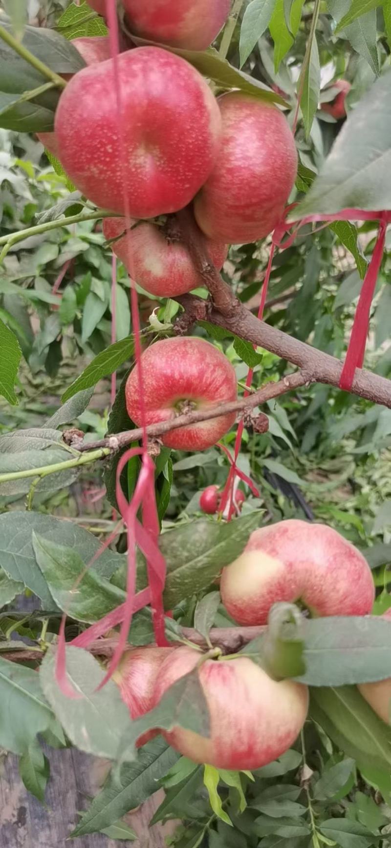 蟠桃
