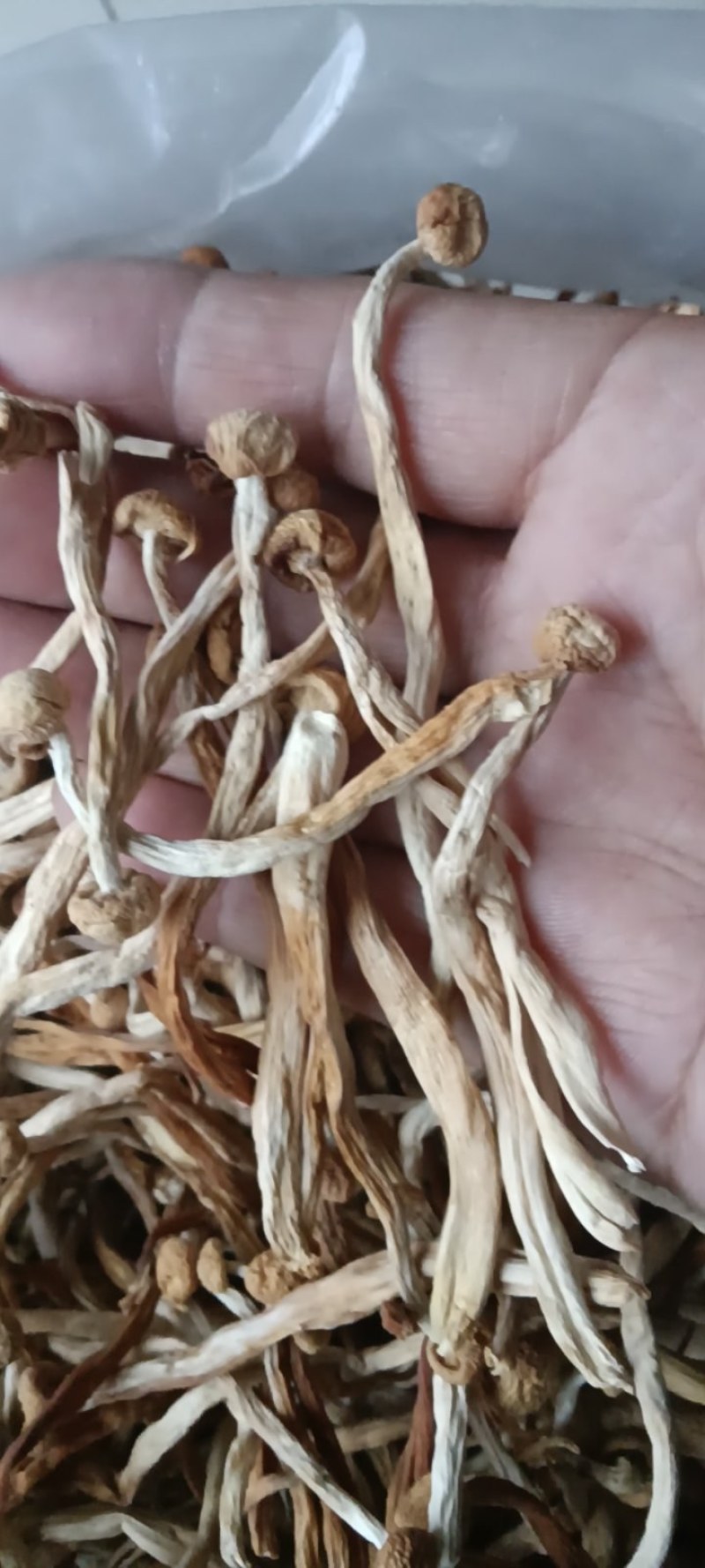 精品海鲜菇干货批发