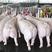 福建龙岩精品三元仔猪中厂瘦肉形小猪200头自己养殖