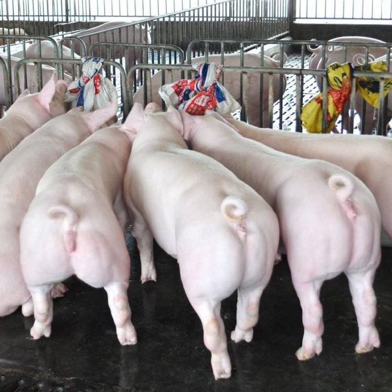 福建龙岩精品三元仔猪中厂瘦肉形小猪200头自己养殖