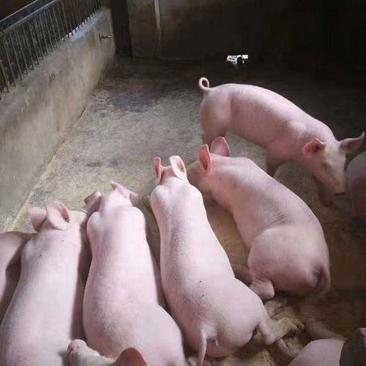 福建龙岩三元仔猪大量供应自家养殖质量保证量大优惠