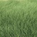 大量出售双色盆，欧石竹，爆盆，无黄叶无干花这几种花草价格