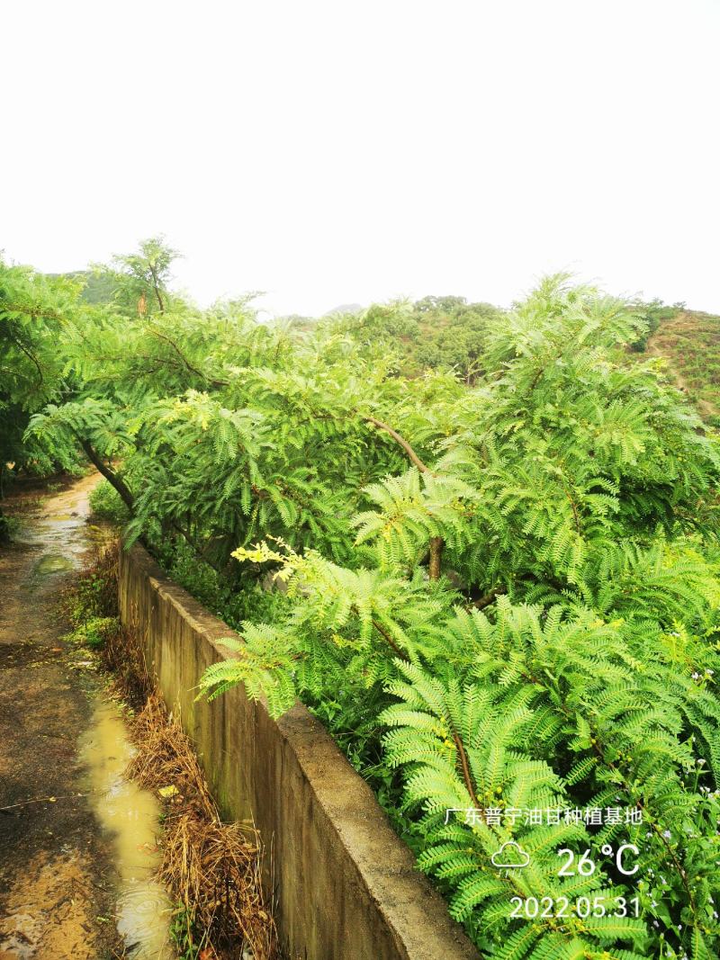 牛柑果潮汕甜油甘网红油甘，新鲜采摘，一件代发2-3斤装