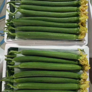 连云港东海精品丝瓜，产地直发质量保证。。。