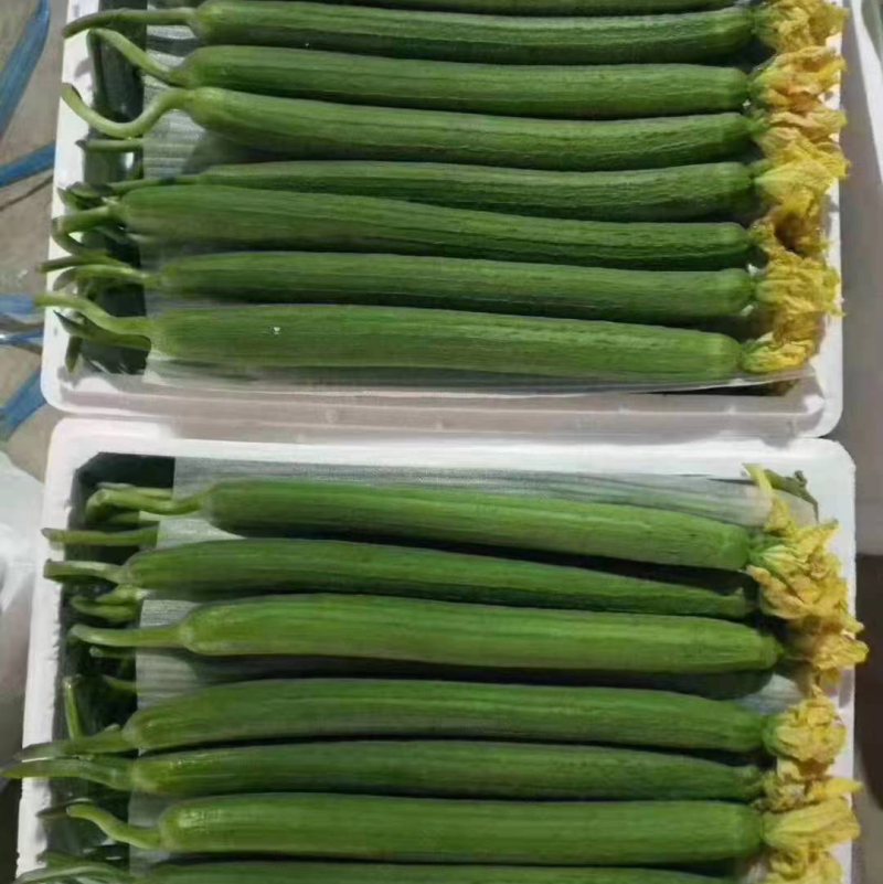 连云港东海精品丝瓜，产地直发质量保证。。。