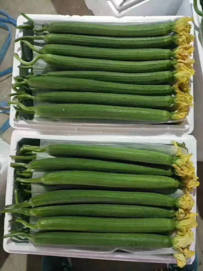 连云港东海精品丝瓜，产地直发质量保证。。。