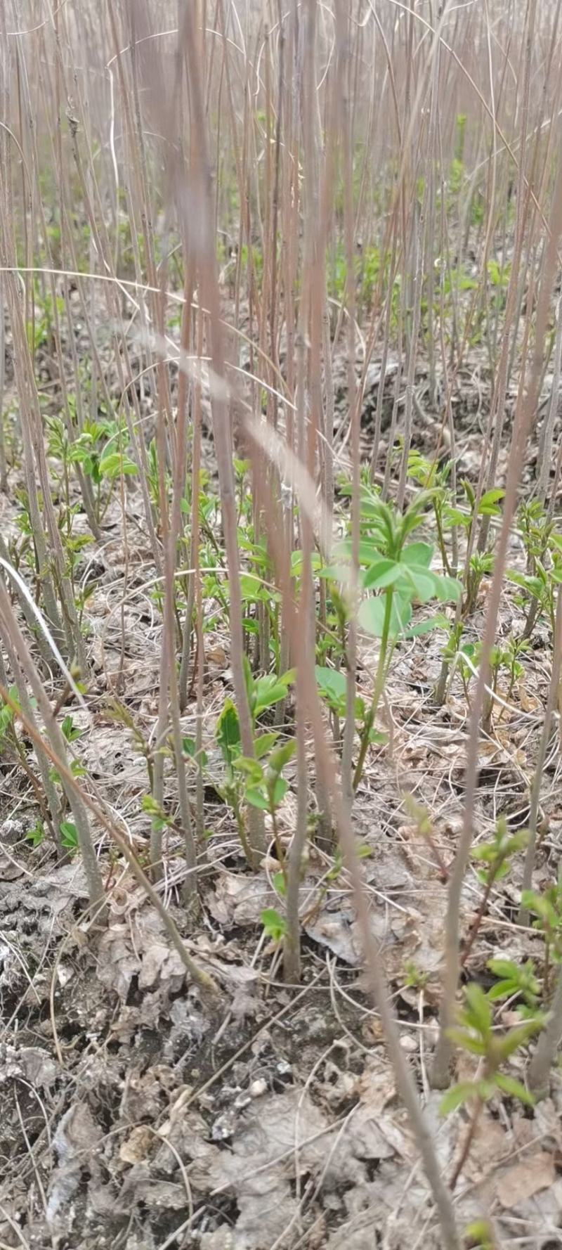 辽宁省紫穗槐（油条）（棉槐），质量保证，价格优惠欢迎选购
