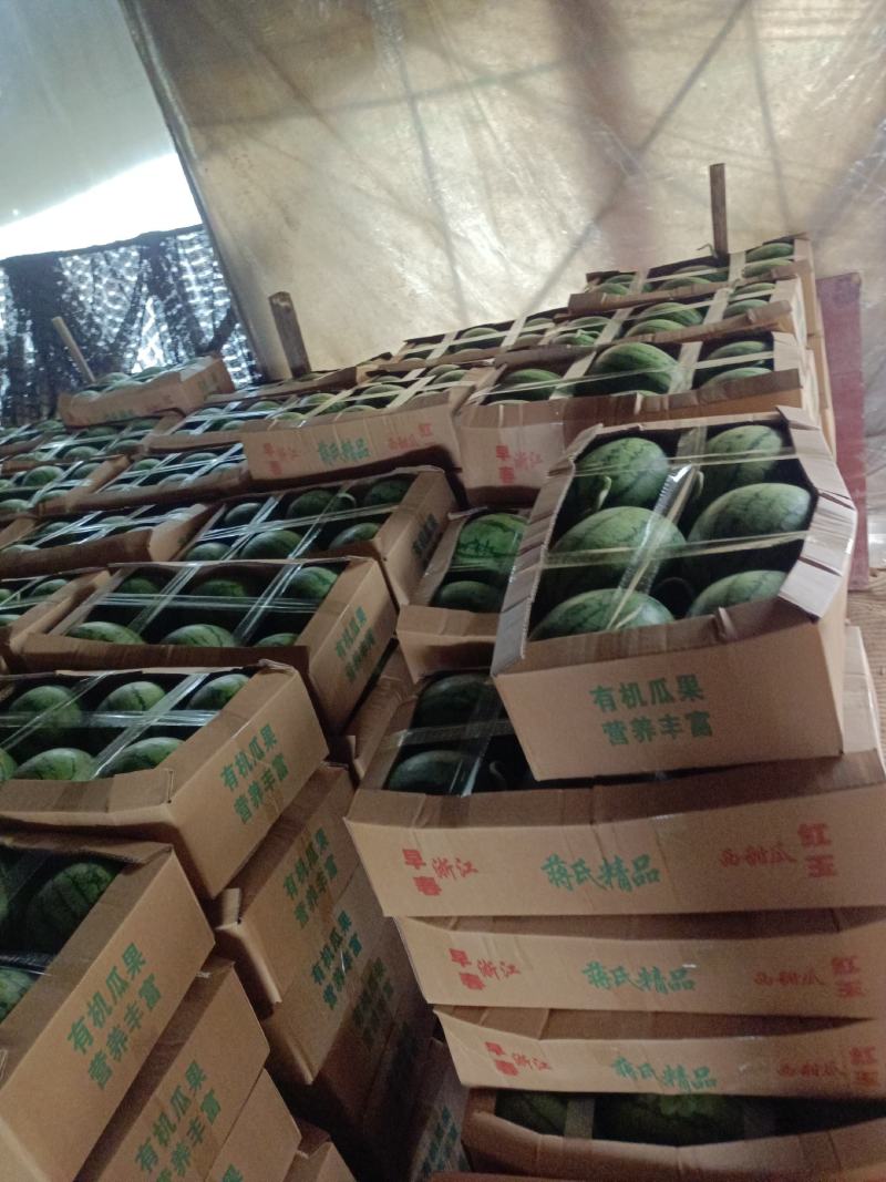 早春红玉