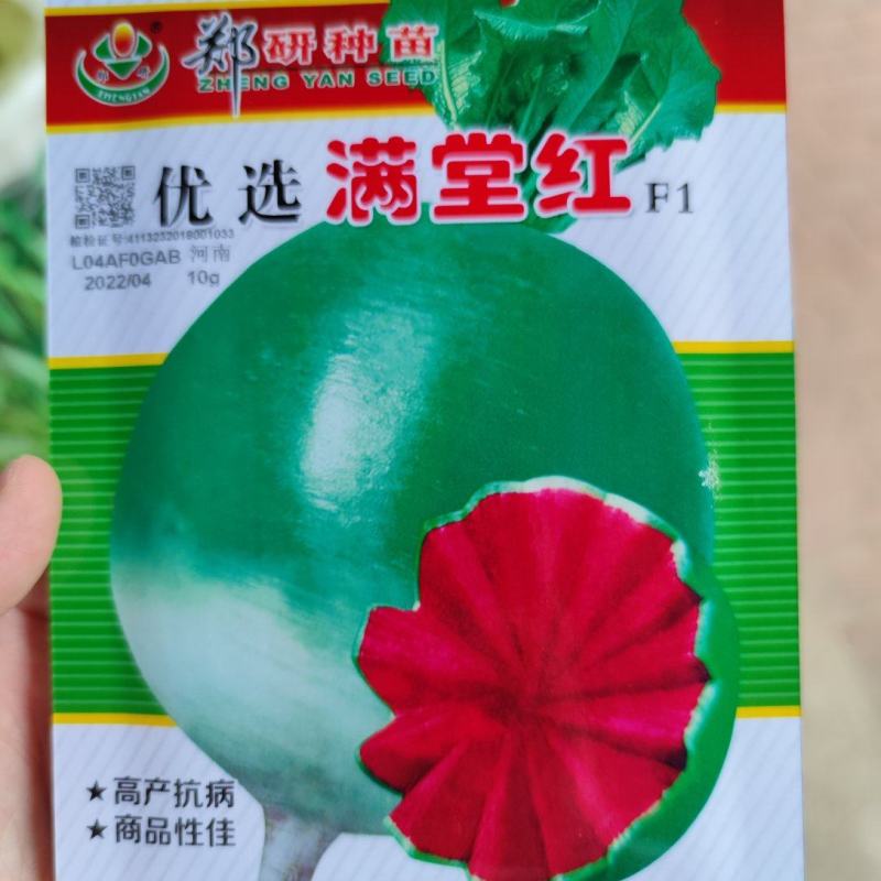 满堂红水果萝卜种子，口感甜脆