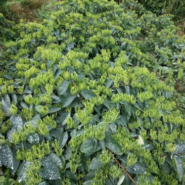 金银花(湘雷5号)