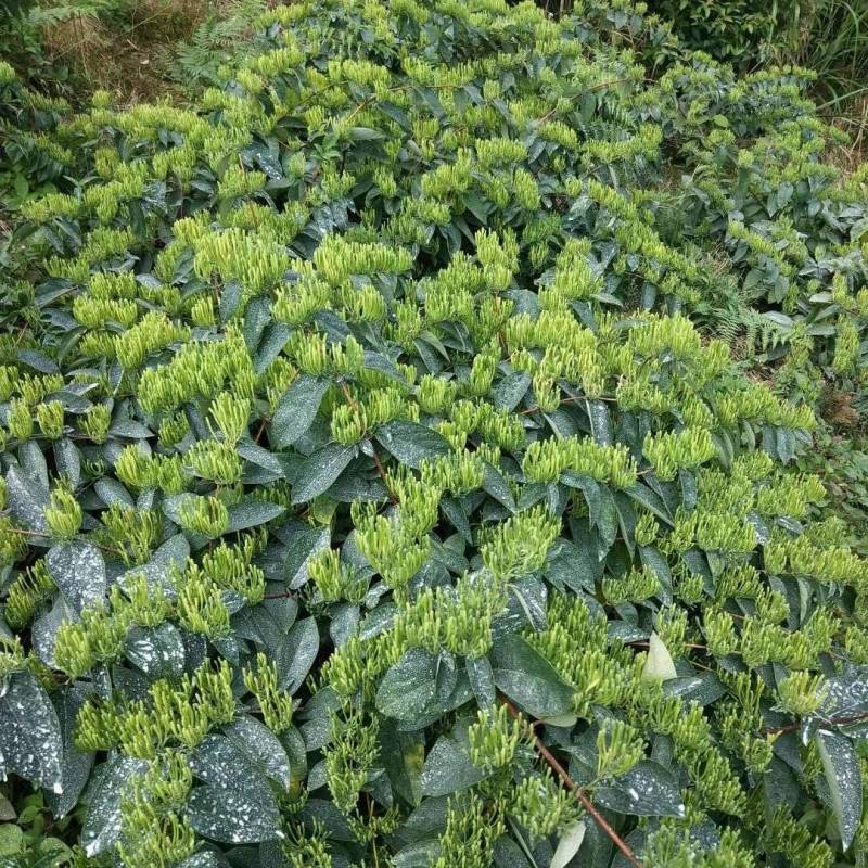 金银花(湘雷5号)