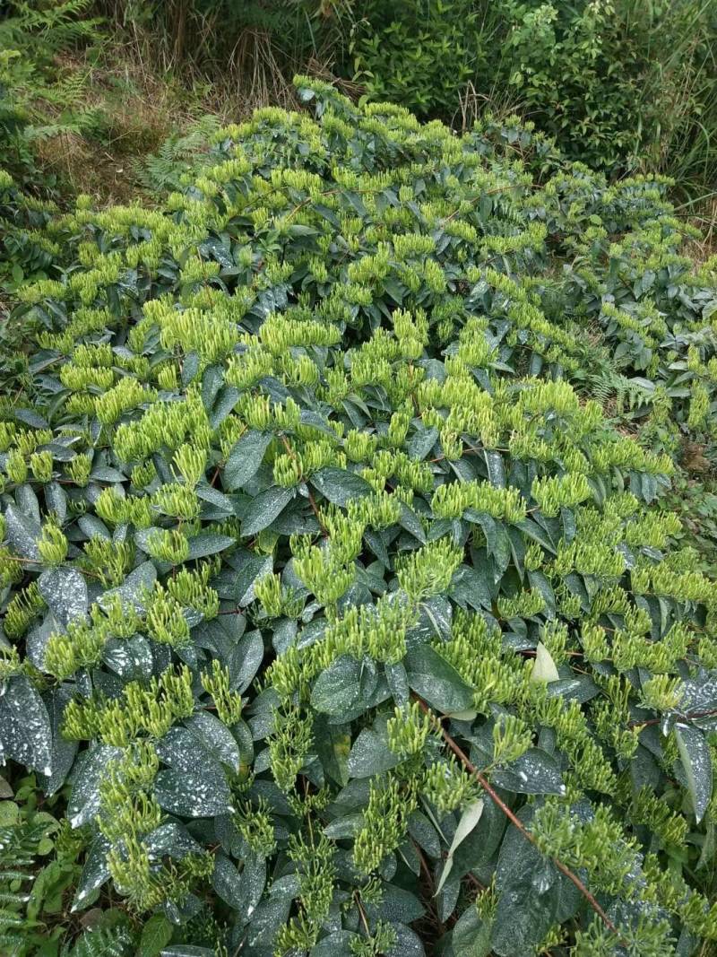 金银花(湘雷5号)