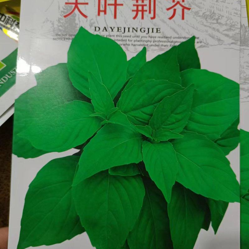 荆芥菜籽河南大叶荆芥种子菜籽蔬菜种子四季播荆菜农家田