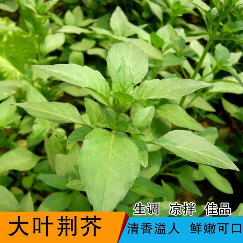荆芥菜籽河南大叶荆芥种子菜籽蔬菜种子四季播荆菜农家田