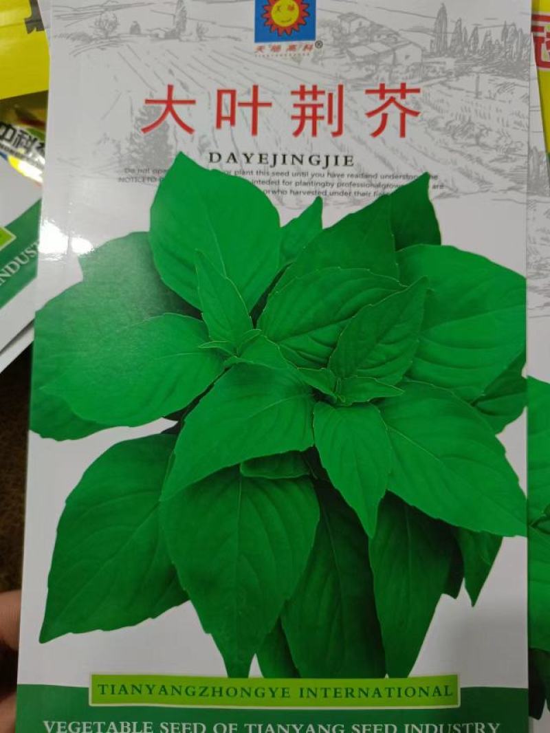 荆芥菜籽河南大叶荆芥种子菜籽蔬菜种子四季播荆菜农家田