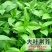 荆芥菜籽河南大叶荆芥种子菜籽蔬菜种子四季播荆菜农家田