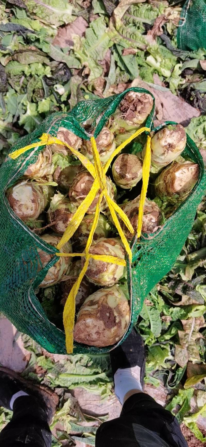 甘肃精品红叶光杆，产地自销，鲜嫩肉绿，电商美团正车接单