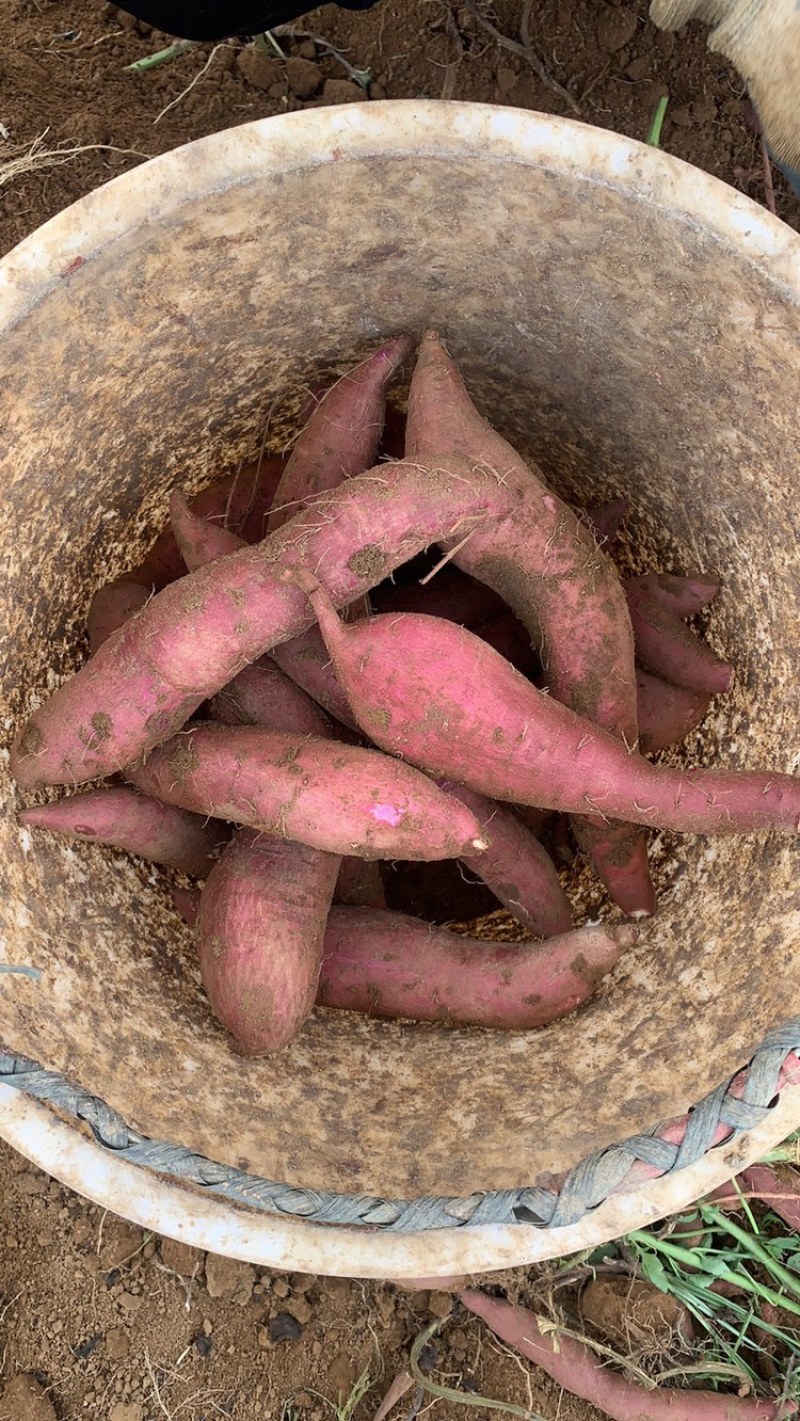 合阳县红薯