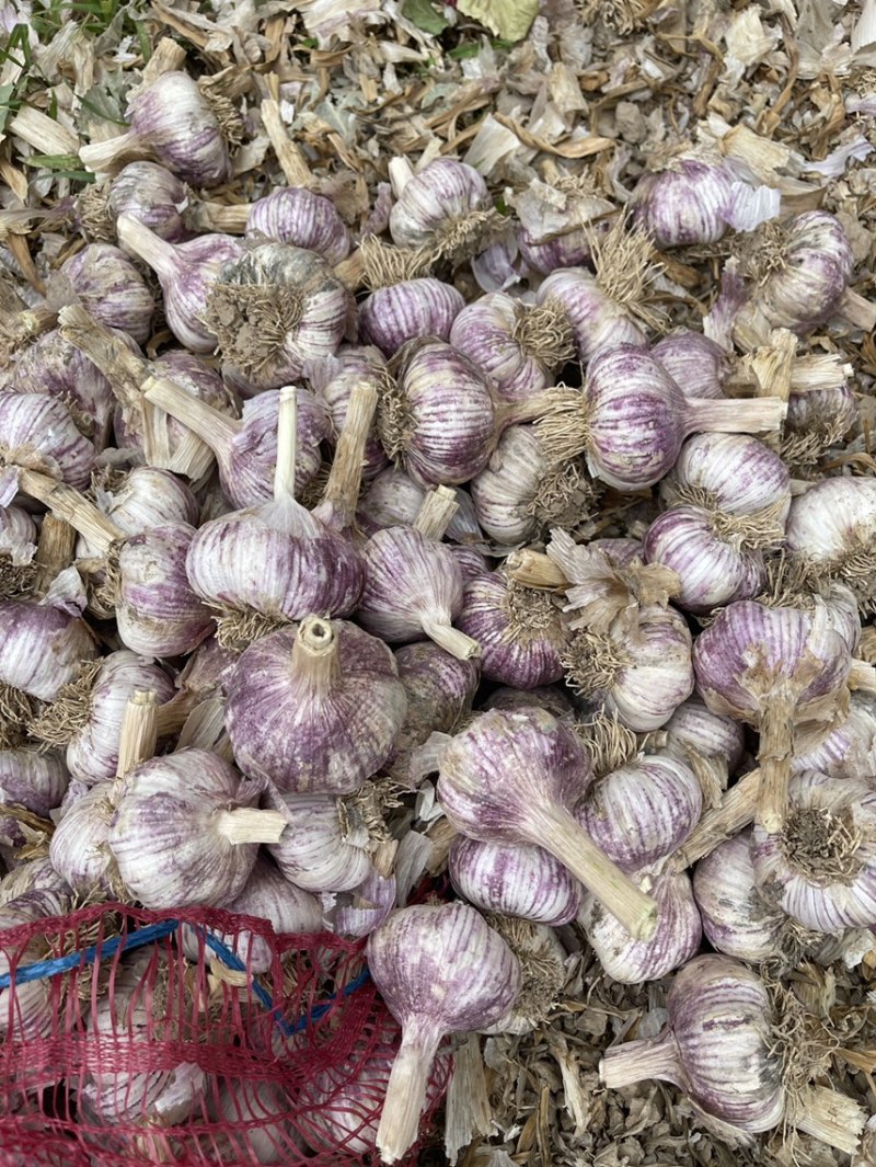 金乡大蒜，太空大蒜，产地直供，量大从优，欢迎致电