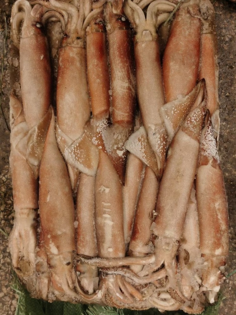 300-400-600混装鱿鱼