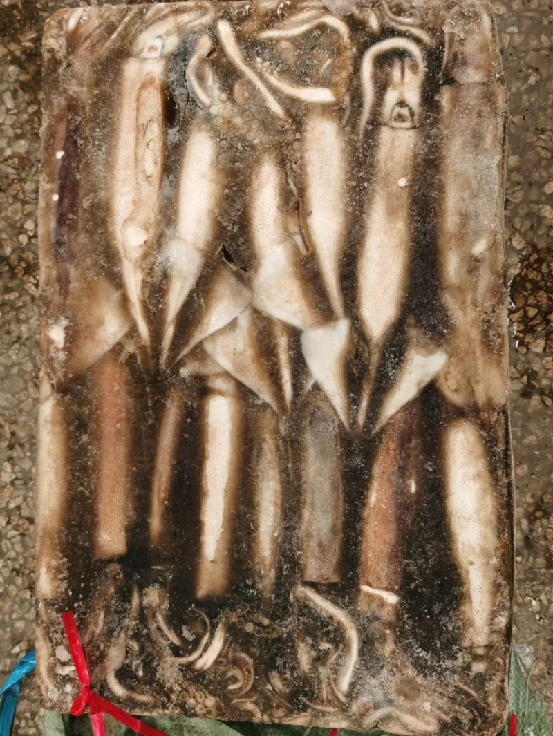 300-400-600混装鱿鱼