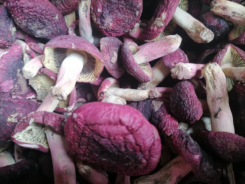 云南野生红菇，原生态，天然绿色食品，资源有限（顺丰包邮）