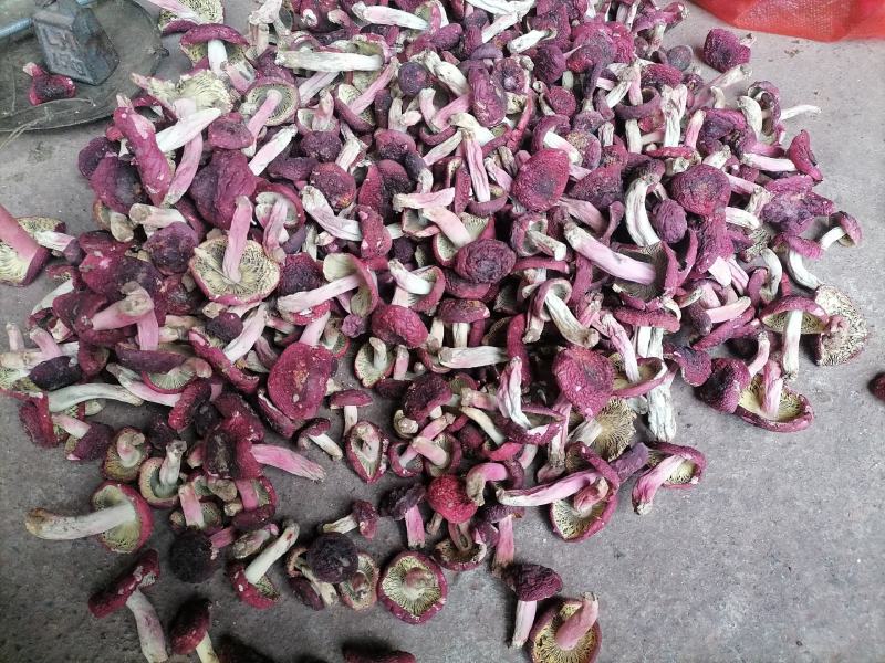 云南野生红菇，原生态，天然绿色食品，资源有限（顺丰包邮）