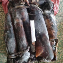 海南黑鱿500+，一条柜。