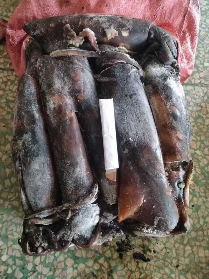 海南黑鱿500+，一条柜。